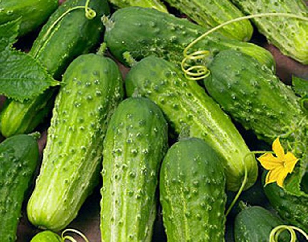 Boston Pickling Cucumber